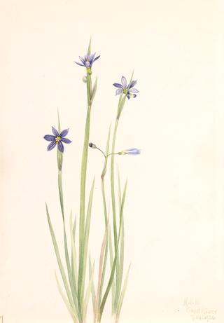 Blue-eyed-grass (Sisyrinchium angustifolium)