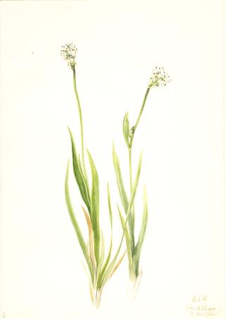 Bog-Asphodel (Tofieldia intermedia)