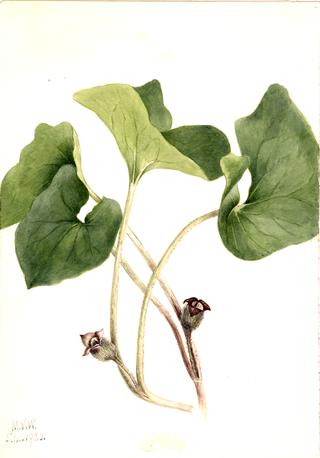 Canada Wild Ginger (Asarum canadense)