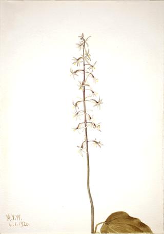 Crane-Fly Orchis (Tipularia uniflora)