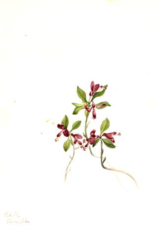 Fringed Polygala (Polygala paucifolia)