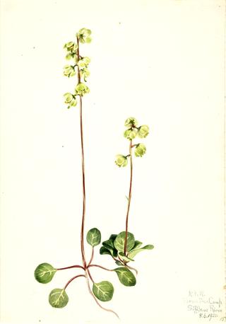 Green Pyrola (Pyrola chlorantha)