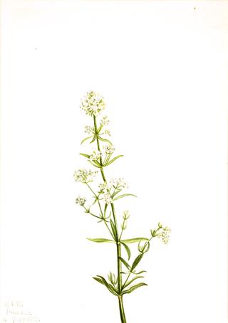 Northern Bedstraw (Galium boreale)