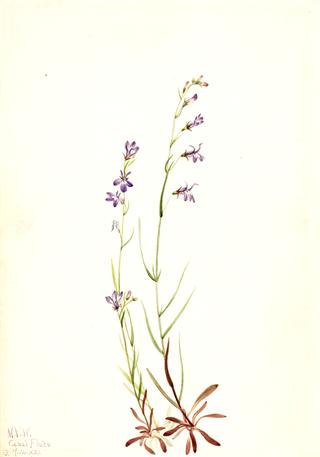 Brook Lobelia (Lobelia kalmii)