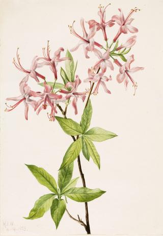 Downy Pinxter Bloom (Azalea rosea)