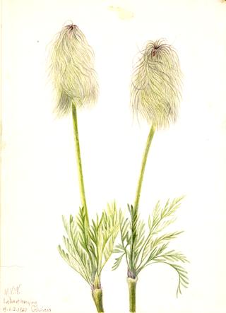 Plume Anemone (Pulsatilla occidentalis)