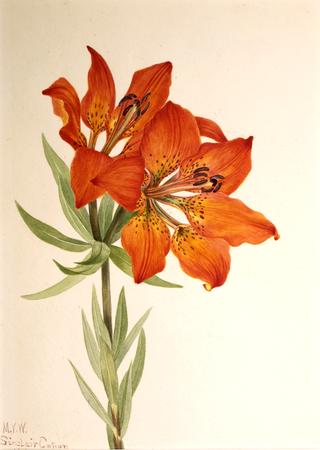 Red Lily (Lilium montanum)