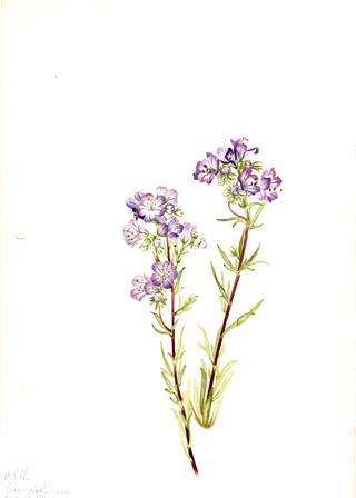 Sand Phacelia (Phacelia linearis)