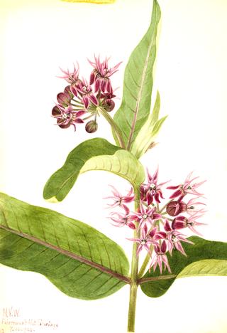Showy Milkweed (Asclepias speciosa)