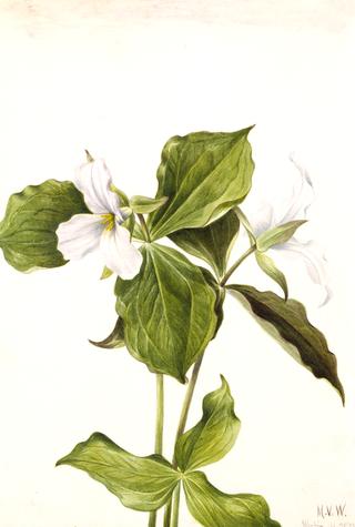 Large White Trillium (Trillium grandiflorum)
