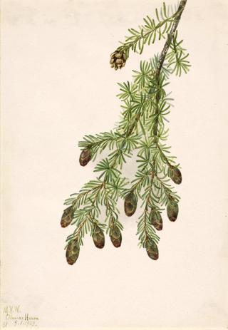 Western Hemlock (Tsuga heterophylla)