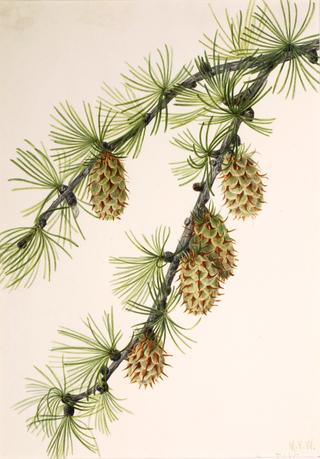 Western Larch (Larix occidentalis)