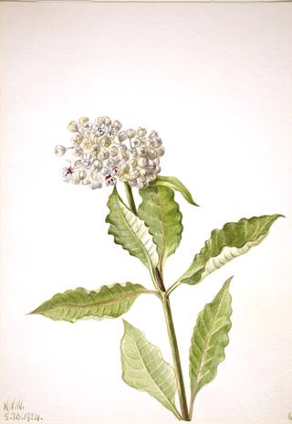 Milkweed (Ascelpias)