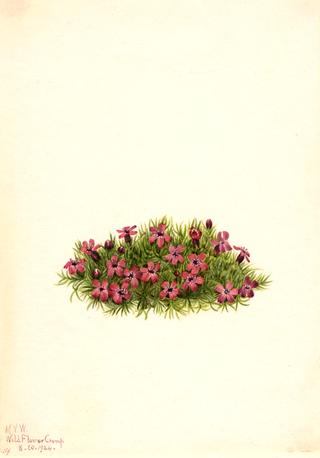 Moss Campion (Silene acaulis)