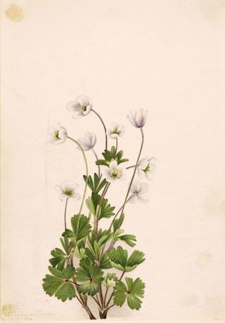 Northern Anemone (Anemone parviflora)