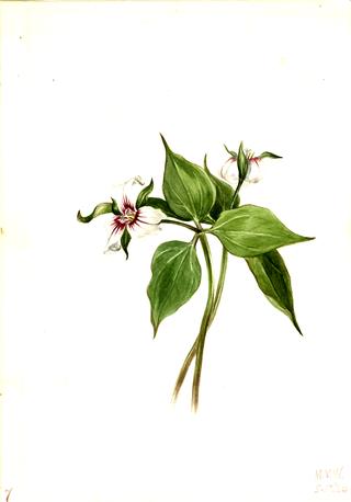 Painted Trillium (Trillium undulatum)