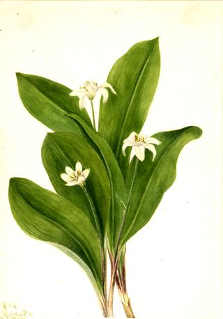 Queencup (Clintonia uniflora)