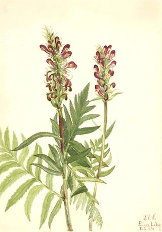 Red-Helmet (Pedicularis bracteosa)