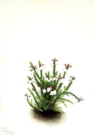 Rocky Mountain Cassiope (Cassiope mertensiana)