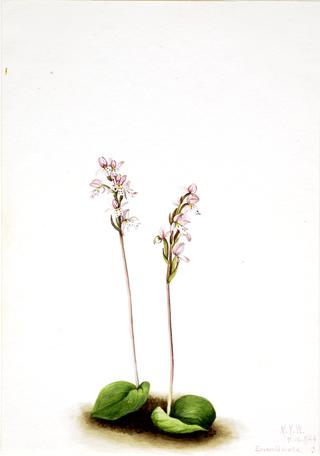 Roundleaf Orchis (Orchis rotundifolia)