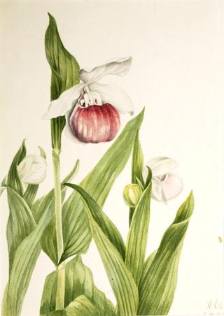 Showy Lady's Slipper (Cypripedium reginae)