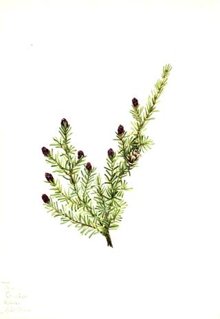 Western Hemlock (Tsuga heterophylla)