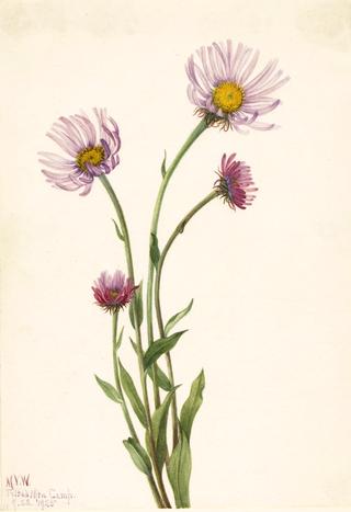 Alaska Fleabane (Erigeron salsuginosus)