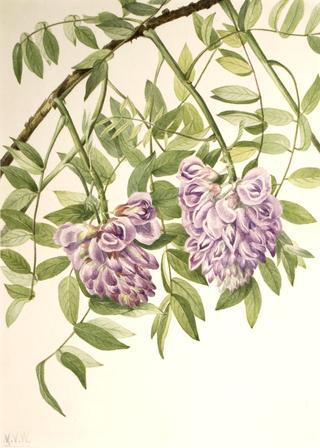 American Wisteria (Kraunhia frutescens)