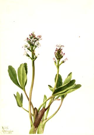 Bogbean (Menyanthes trifoliata)