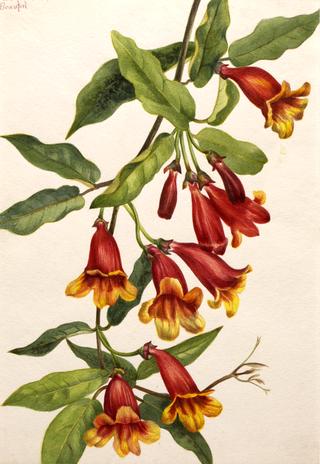 Crossvine (Anisostichus capreolatus)