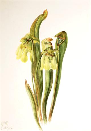 Hooded Pitcherplant (Sarracenia minor)