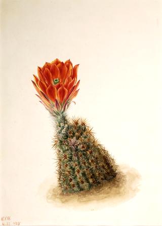 Lloyd's Strawberry Cactus (Echinocereus lloydii)