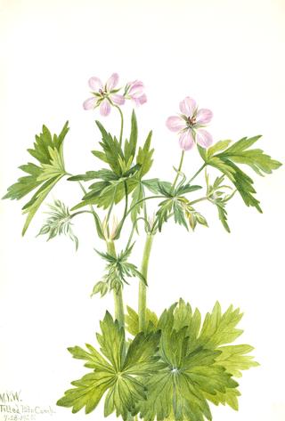 Western Cranesbill (Geranium viscosissimum)