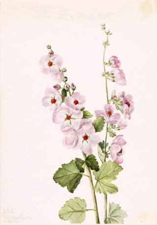 Orange-Eye Globemallow (Sphaeralcea davidsonii)