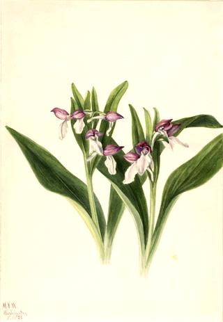 Showy Orchis (Orchis spectabilis)