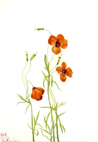 Wind Poppy (Stylomecon heterophylla)