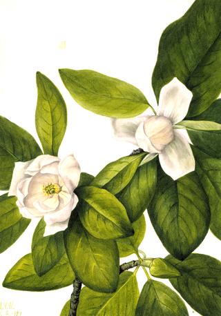 Sweetbay (Magnolia virginiana)