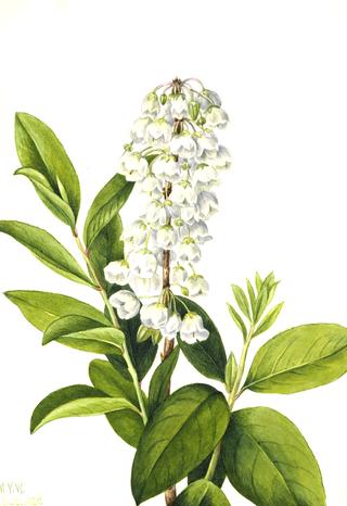 Zenobia (Zenobia cassinifolia)