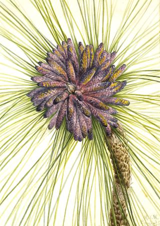 Longleaf Pine (Pinus palustris)