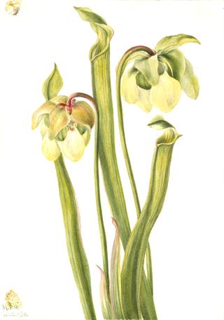 Hybrid Pitcherplant (Sarracenia minor)