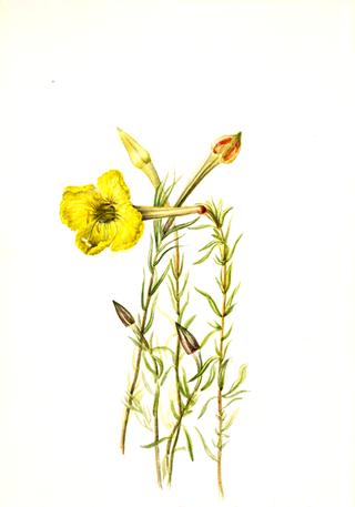 Evening Primrose (Oenothera lavandalaefolia)
