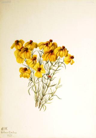 Zinnia (Zinnia grandiflora)