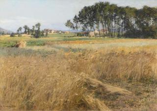 Fields of Wheat