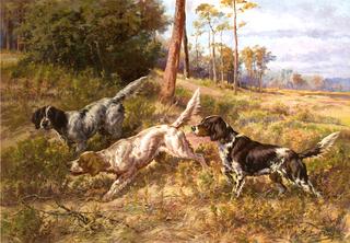 English Setters in Field