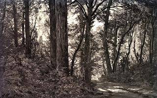 Woodland Landscape