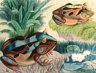 Two Amazonian Horned Frogs (Ceratophrys comuta)
