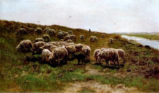 Sheep on a Dyke