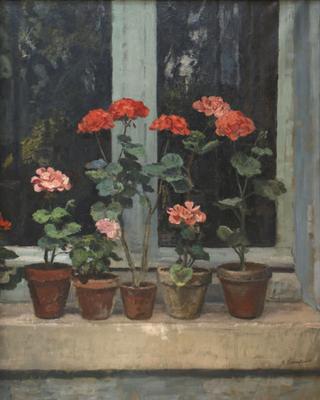 Geraniums on a windowsill