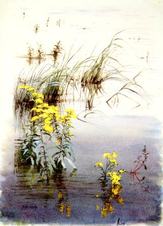 Nature Study