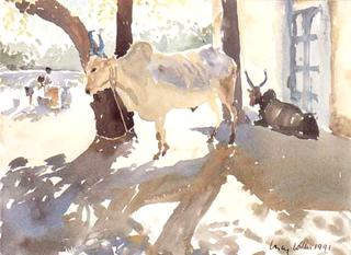 Cows
